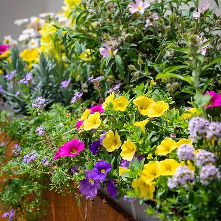 فندق مبيت وإفطار La Botte E Il Vino 4*